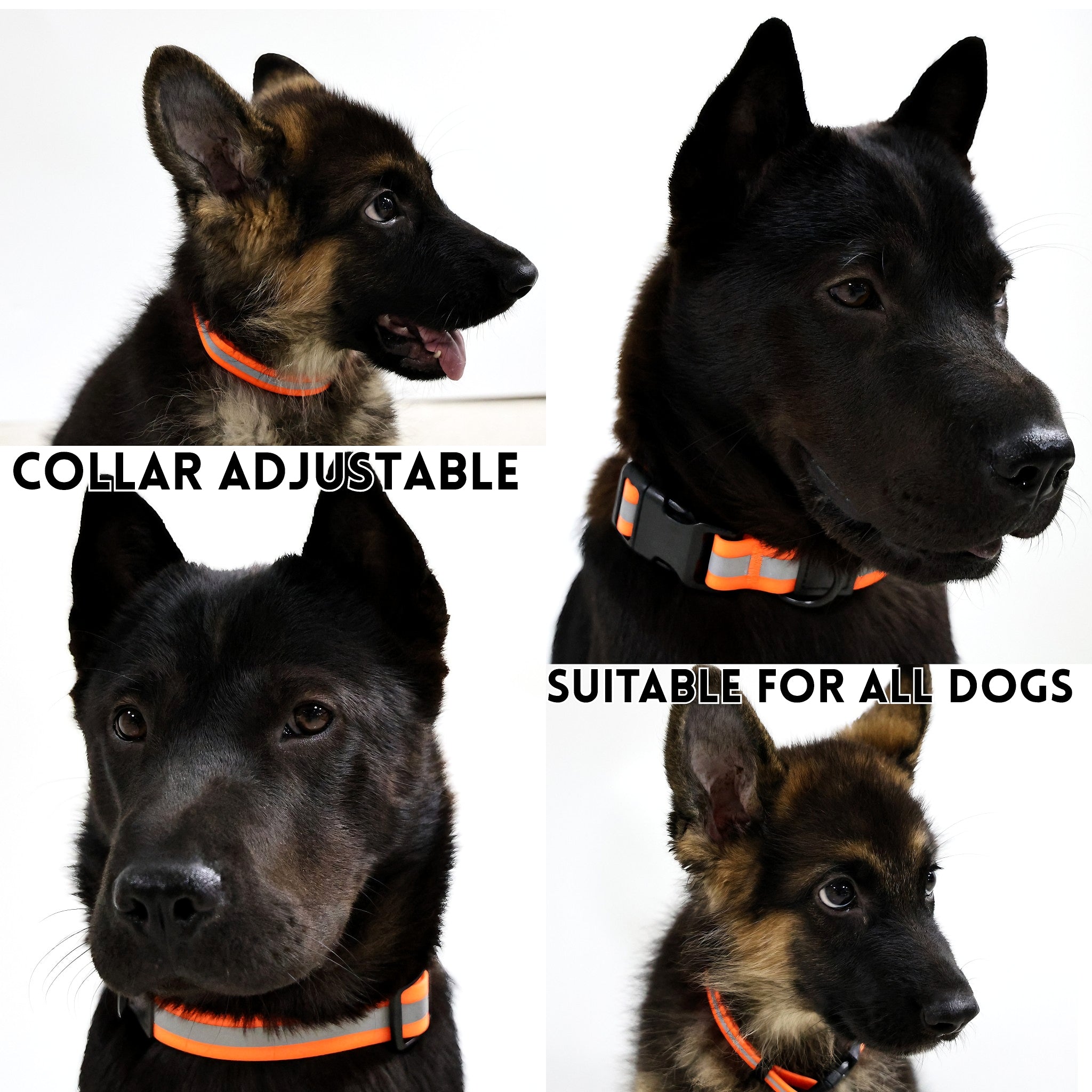 Four dogs wearing orange dog collars with text indicating adjustable fit and suitability for all dogs.